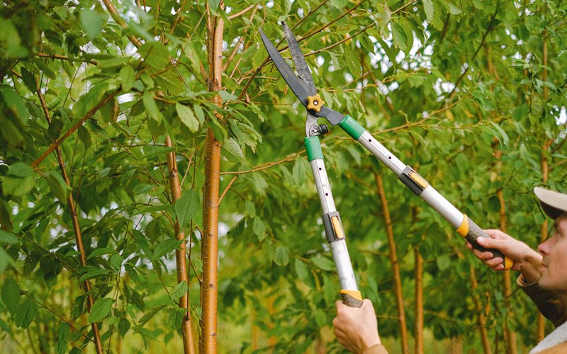 Tree trimming in Searsport, ME