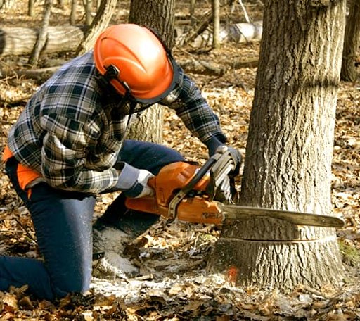 Tree Removal in Searsport, ME